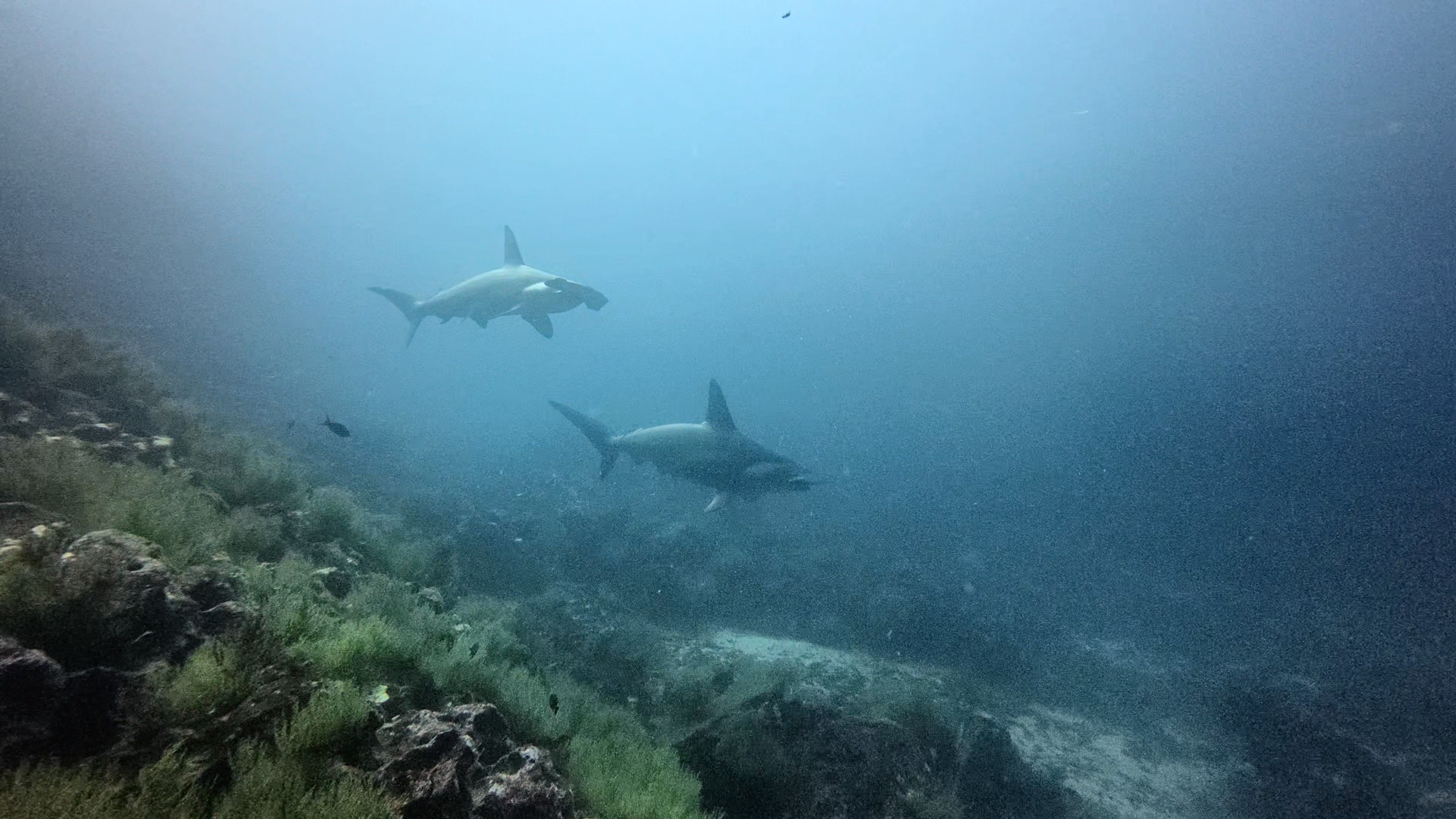 My trip to the galapagos for one month